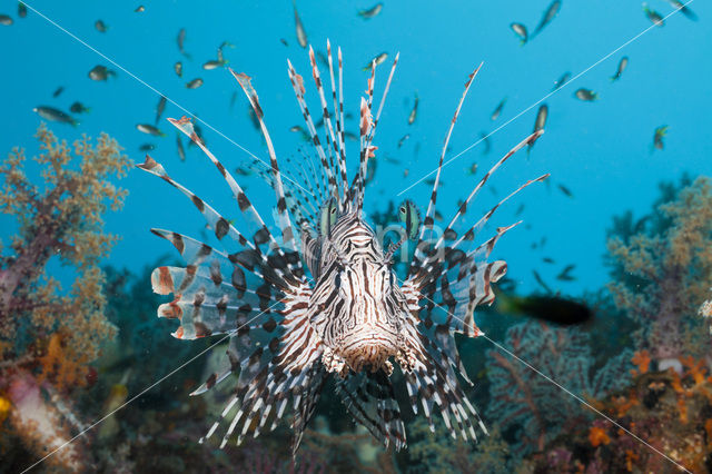 Gewone Koraalduivel (Pterois volitans)