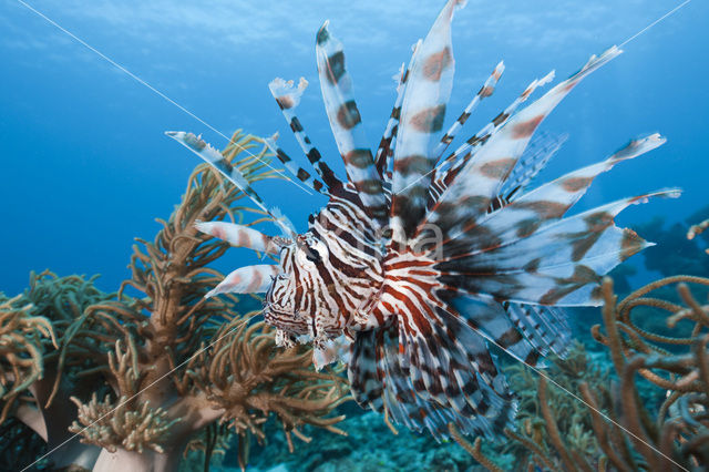 Gewone Koraalduivel (Pterois volitans)