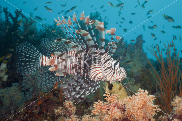 Gewone Koraalduivel (Pterois volitans)