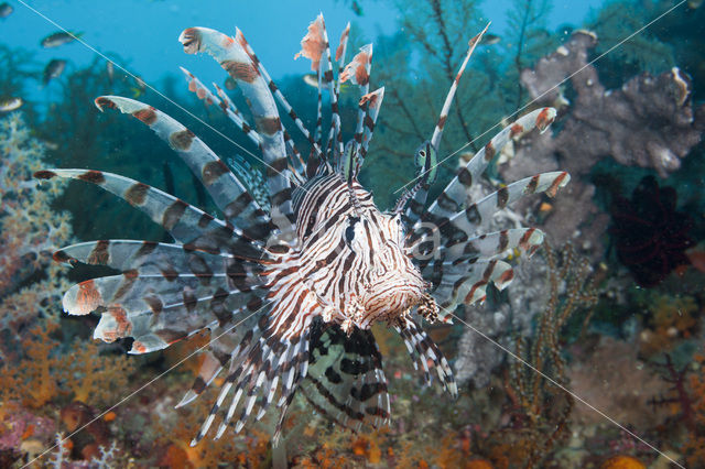 Gewone Koraalduivel (Pterois volitans)