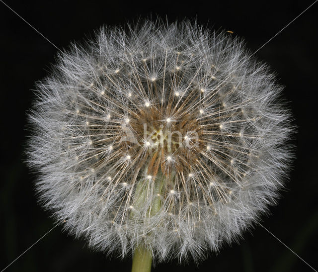 Gewone paardenbloem (Taraxacum officinale)