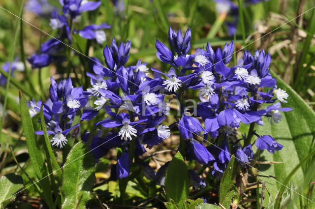 Gewone vleugeltjesbloem (Polygala vulgaris)