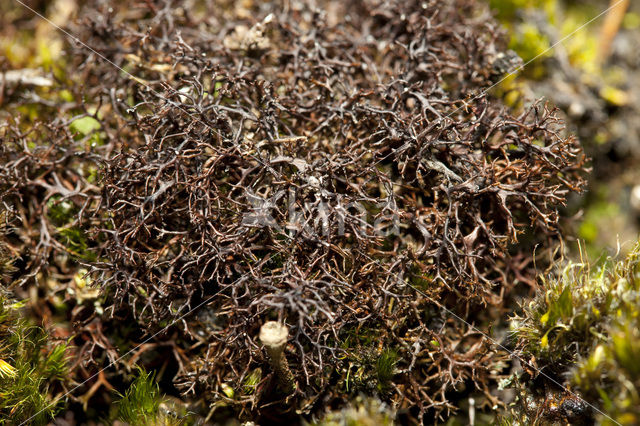 Spiney heath lichen (Cetraria aculeata)