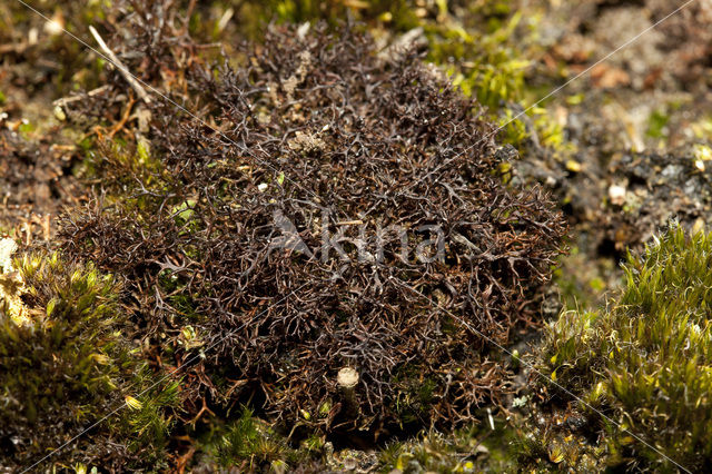 Spiney heath lichen (Cetraria aculeata)