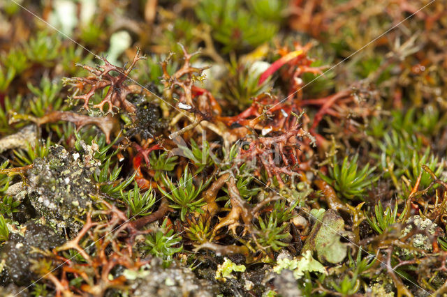 Spiney heath lichen (Cetraria aculeata)