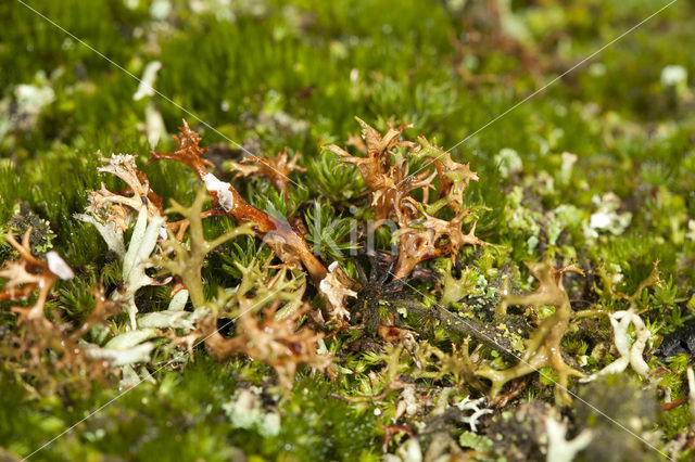 Spiney heath lichen (Cetraria aculeata)