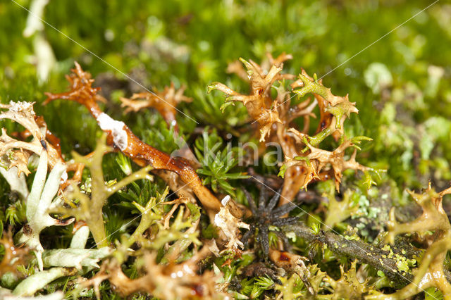 Spiney heath lichen (Cetraria aculeata)