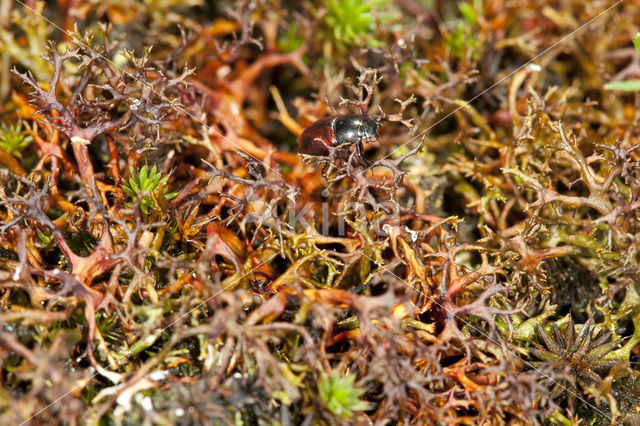 Spiney heath lichen (Cetraria aculeata)