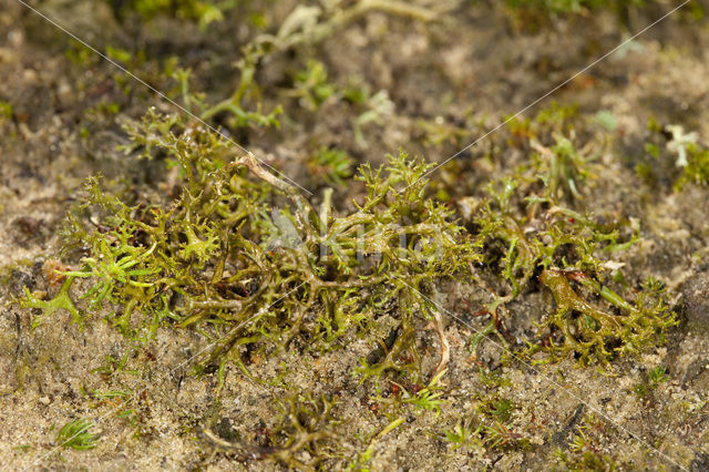 Spiney heath lichen (Cetraria aculeata)