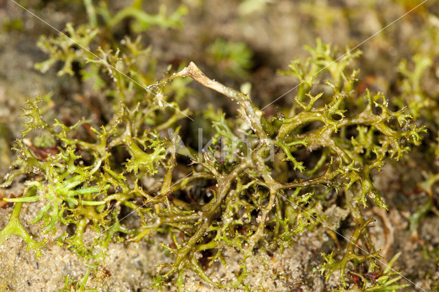 Spiney heath lichen (Cetraria aculeata)