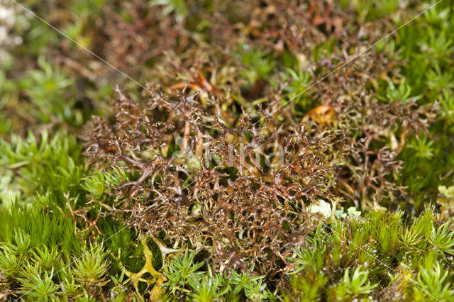 Spiney heath lichen (Cetraria aculeata)