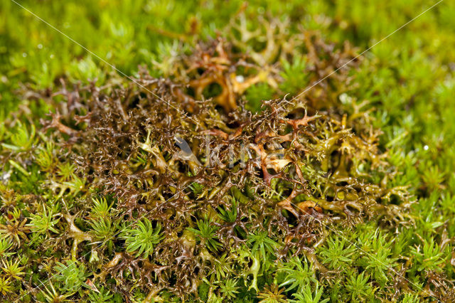 Spiney heath lichen (Cetraria aculeata)