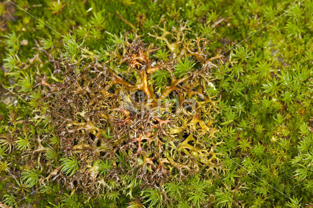 Spiney heath lichen (Cetraria aculeata)
