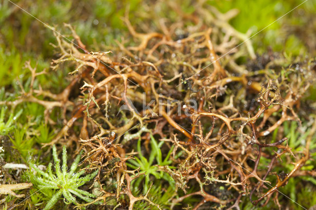 Spiney heath lichen (Cetraria aculeata)