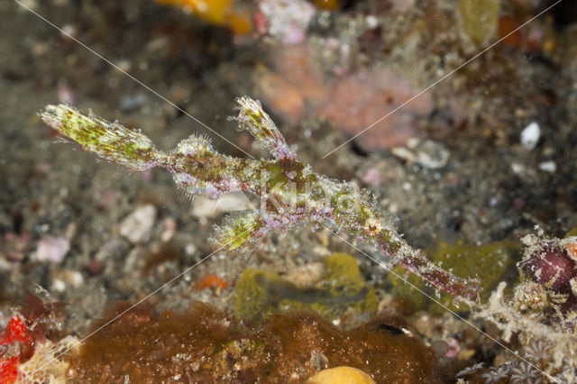 Ghost pipefish (Solenostomus cyanopterus)