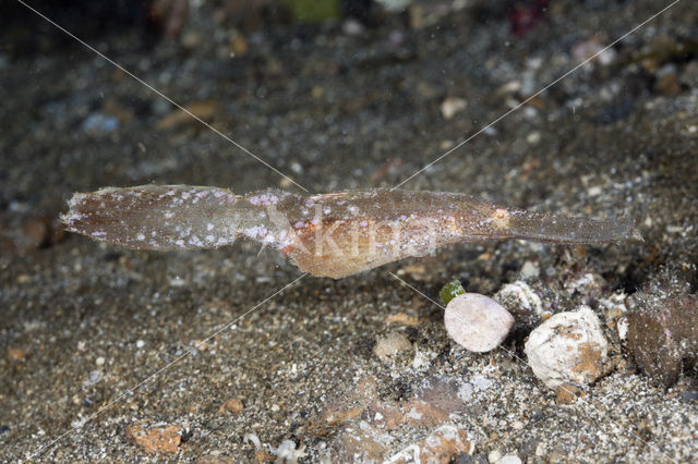 Ghost pipefish (Solenostomus cyanopterus)