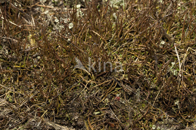slender lichen (Cladonia gracilis)