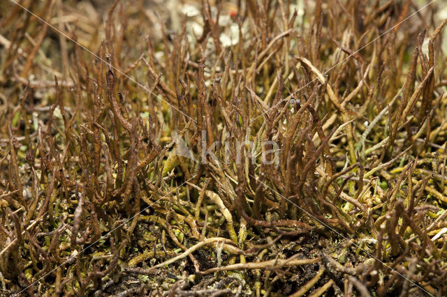 slender lichen (Cladonia gracilis)