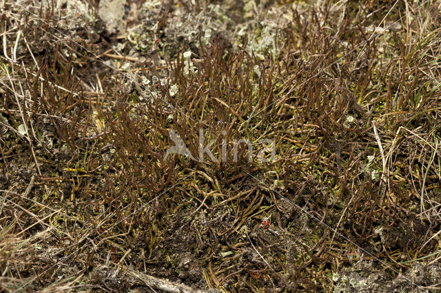 Girafje (Cladonia gracilis)