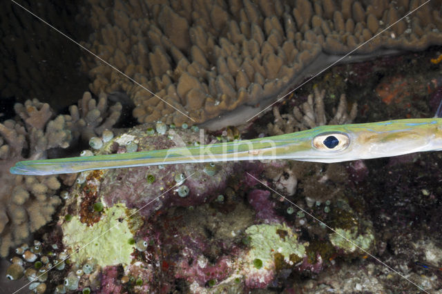 Bluespotted cornetfish (Fistularia commersonii)
