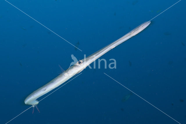 Bluespotted cornetfish (Fistularia commersonii)