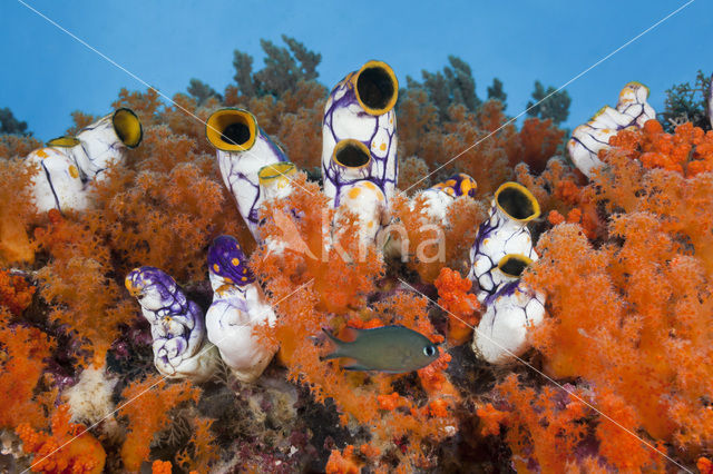 Golden Sea-Squirt (Polycarpa aurata)