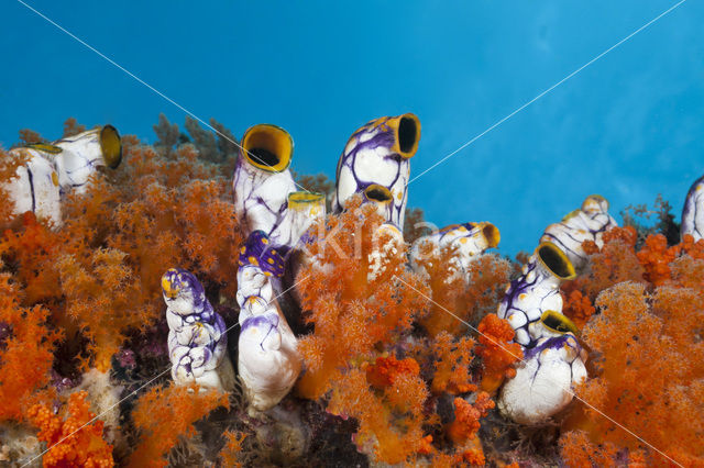 Golden Sea-Squirt (Polycarpa aurata)