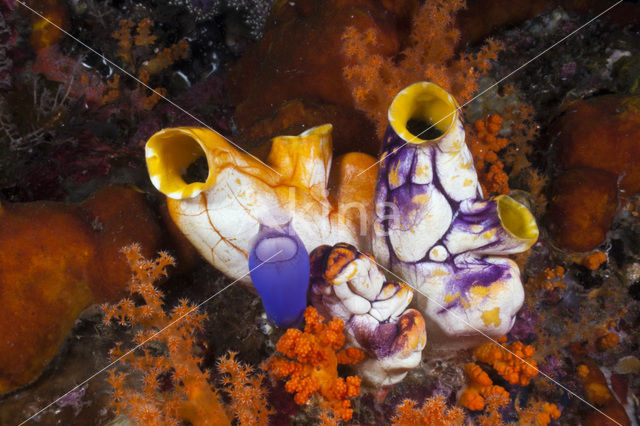 Golden Sea-Squirt (Polycarpa aurata)