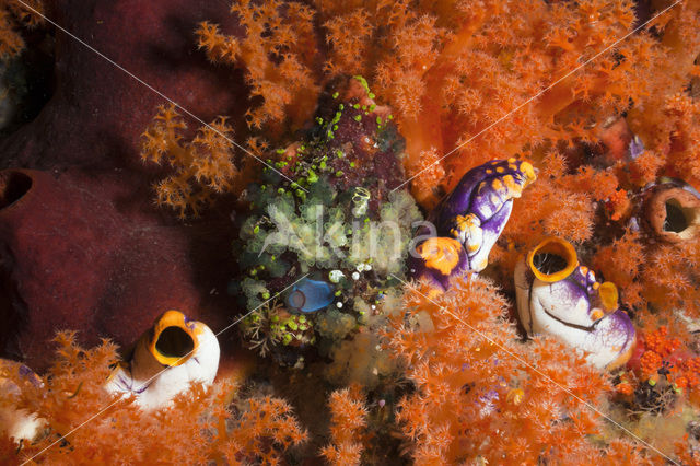 Golden Sea-Squirt (Polycarpa aurata)