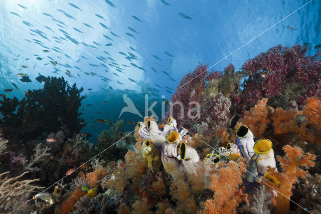 Golden Sea-Squirt (Polycarpa aurata)