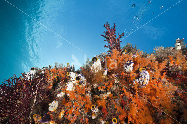 Golden Sea-Squirt (Polycarpa aurata)