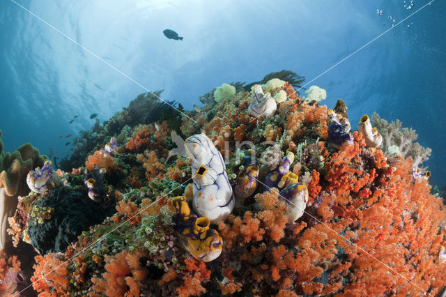 Golden Sea-Squirt (Polycarpa aurata)