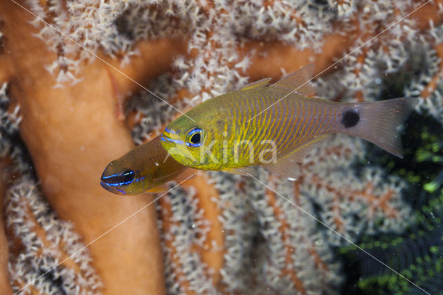Ring-tailed cardinalfish (Apogon aureus)