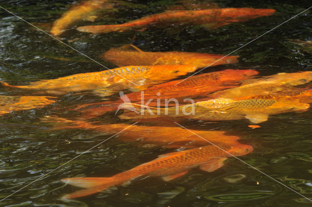 Cyprinus spec.