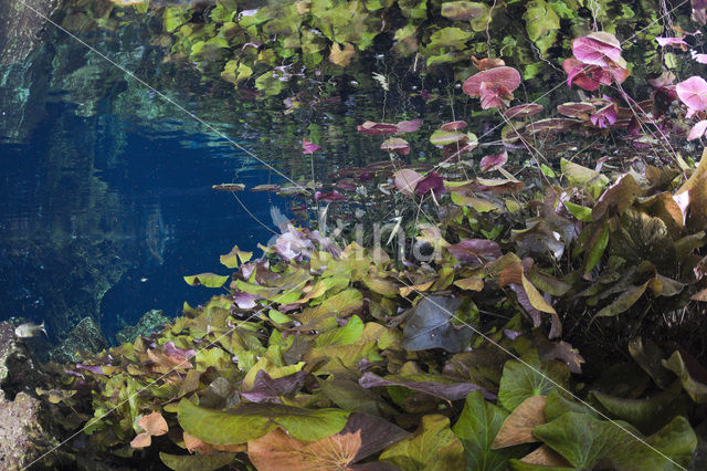 Gran Cenote