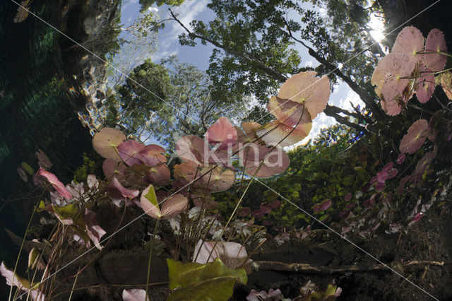 Gran Cenote