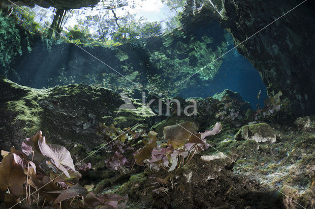 Gran Cenote