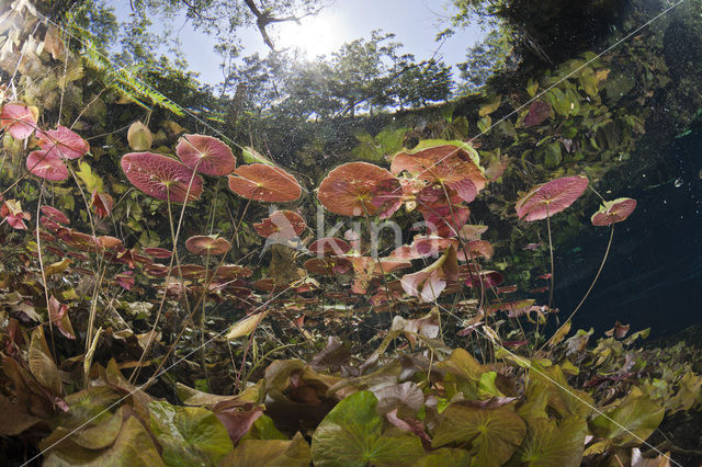 Gran Cenote