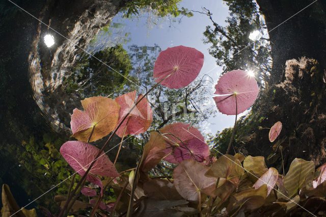 Gran Cenote