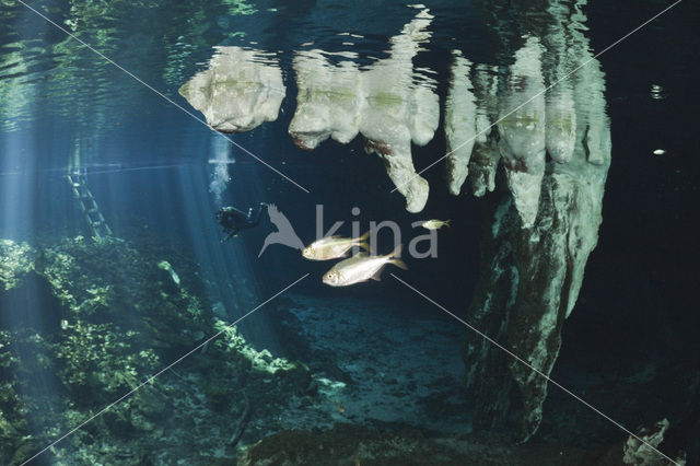 Gran Cenote