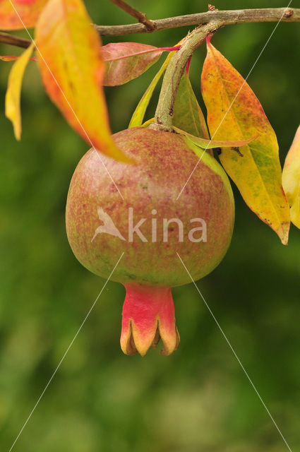 Pomegranate (Punica granatum)