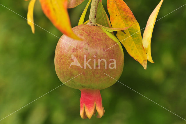 Pomegranate (Punica granatum)