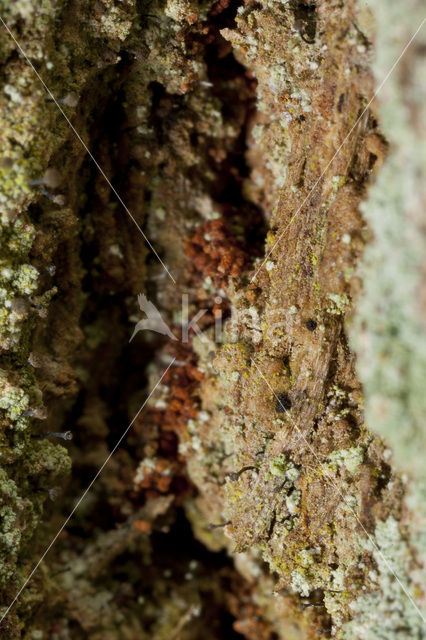 Chaenotheca trichialis