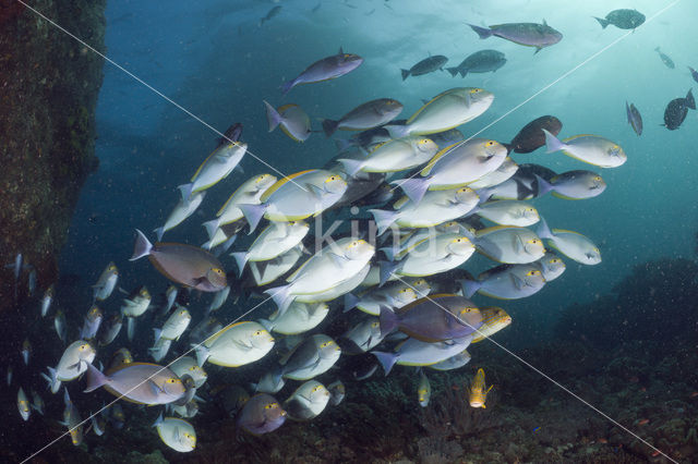 Grijze doktorsvis (Acanthurus mata)