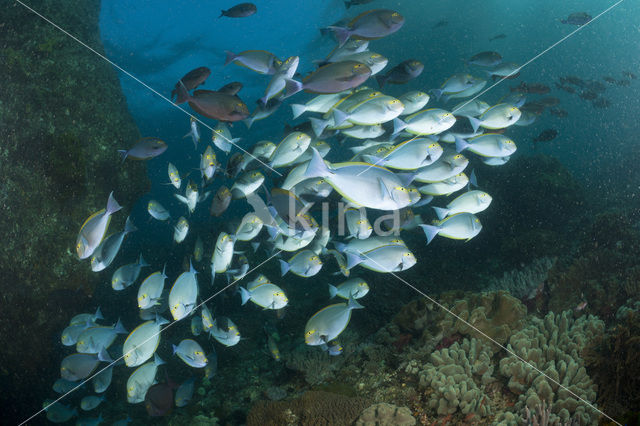 Grijze doktorsvis (Acanthurus mata)