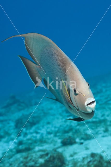 Grey angelfish (Pomacanthus arcuatus)