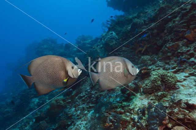 Grijze keizervis (Pomacanthus arcuatus)