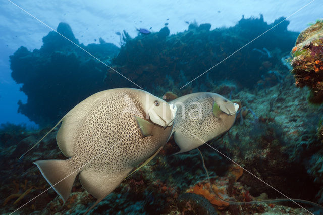 Grey angelfish (Pomacanthus arcuatus)