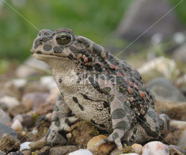 Groene pad (Bufo viridis)