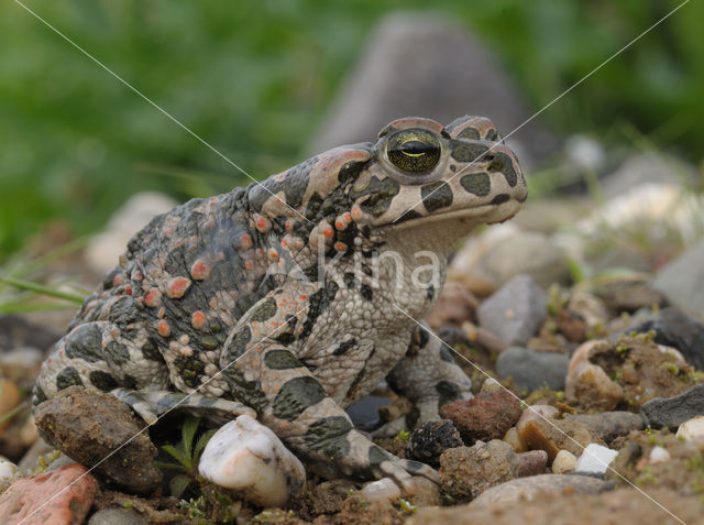 Groene pad (Bufo viridis)